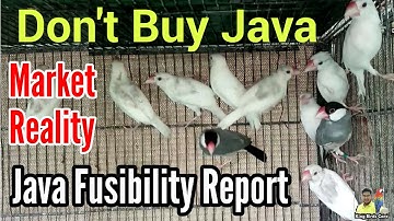 Java sparrow feasibility report | Java bird future | Java sparrow information | Java bird care tips