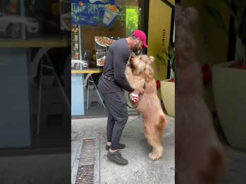 How I carry my giant dog! #shorts #goldendoodle