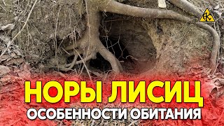 Где живёт степная лисица, норы и особенности обитания