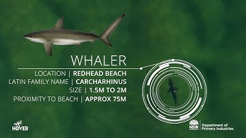 Drones detect sharks at Redhead, NSW