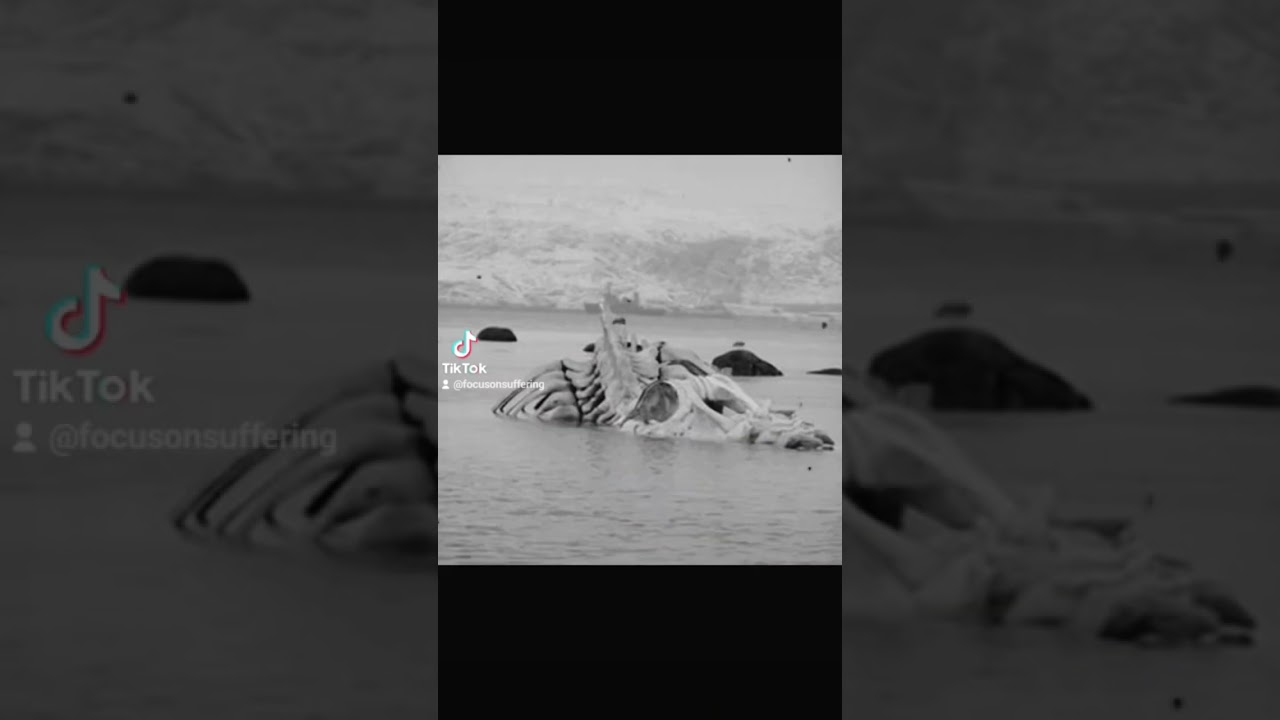 Extinction To End All Suffering Forever 