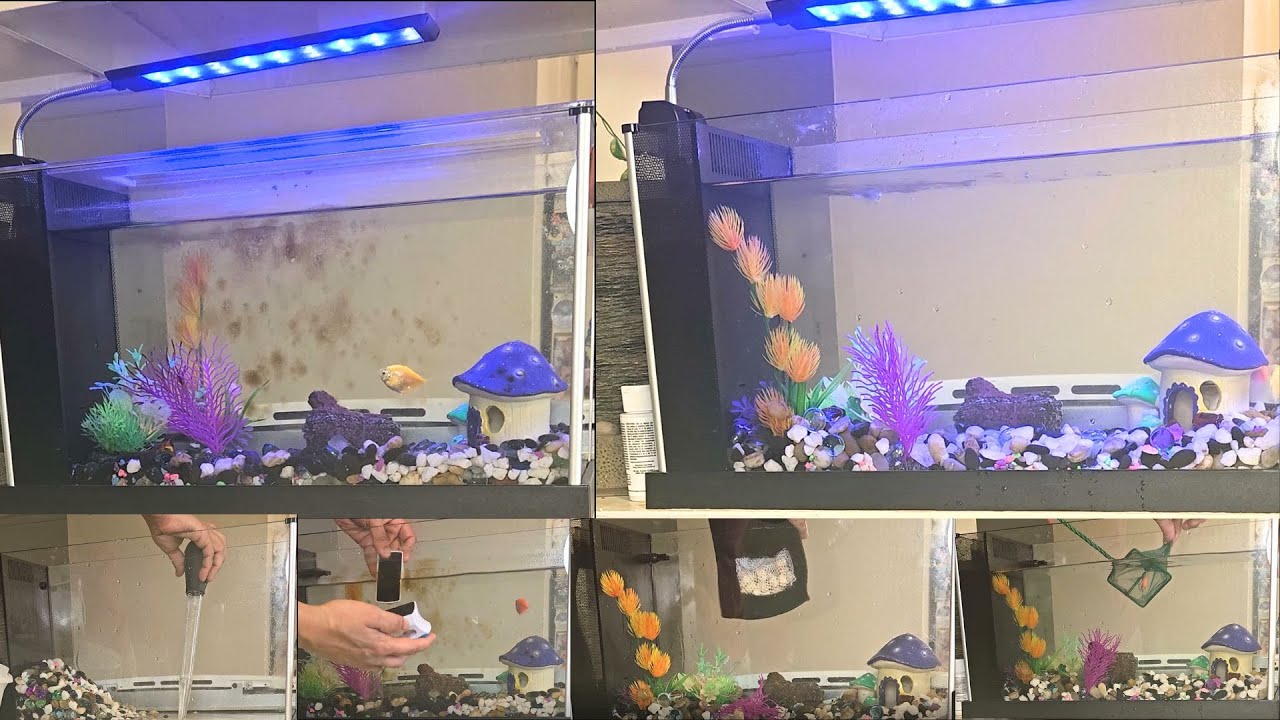 Cleaning Fluval Spec V 5 Gallon Fish Tank🐟🐠🐟 YouTube