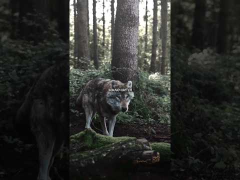 Волк санитар леса #животные #волк #хищник #охота #факты