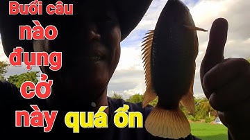 Câu Cá Rô đồng/ Đụng từng con Rô Đồng ghìm phao đóng như cá Trê, lên thiệt phê.