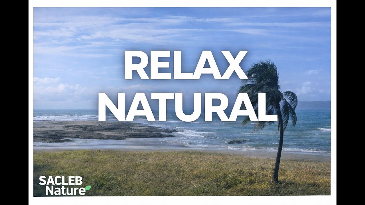 Relájate bajo la Palmera: Sonido del Mar y Brisa Tropical para Desconectar