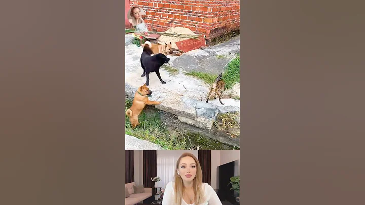 Video 11101441: cats vs dogs compilation, funniest cats dogs compilation, funny cat compilation funniest, laugh funny cats compilation