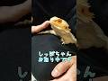 フトアゴ怒ってます