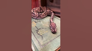 Snakes Eyes, our blind adopted ball python is doing fantastic! #snake #ballpython