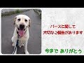【大切なご報告】です バースありがとう