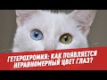 Гетерохромия: как появляется неравномерный цвет глаз? - Организм