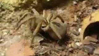 Cascade of Darkness - Nightmare in Symmetry