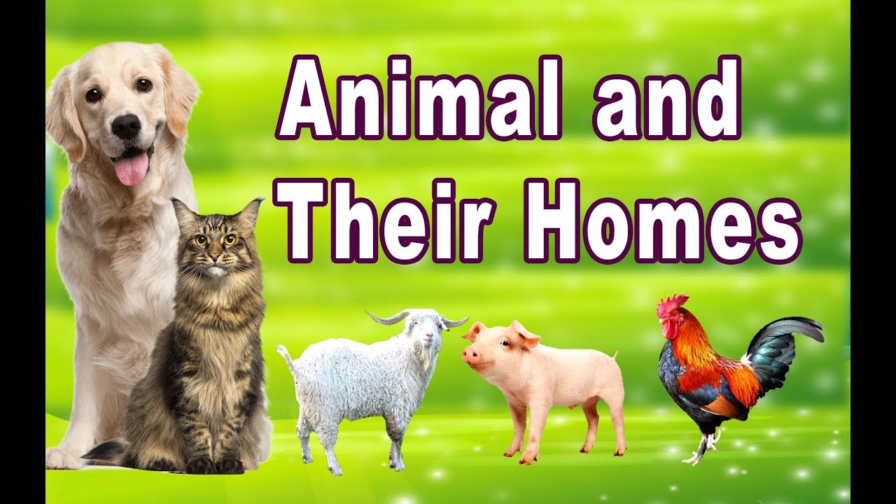 Animals and Their Home Names for Kids - YouTube