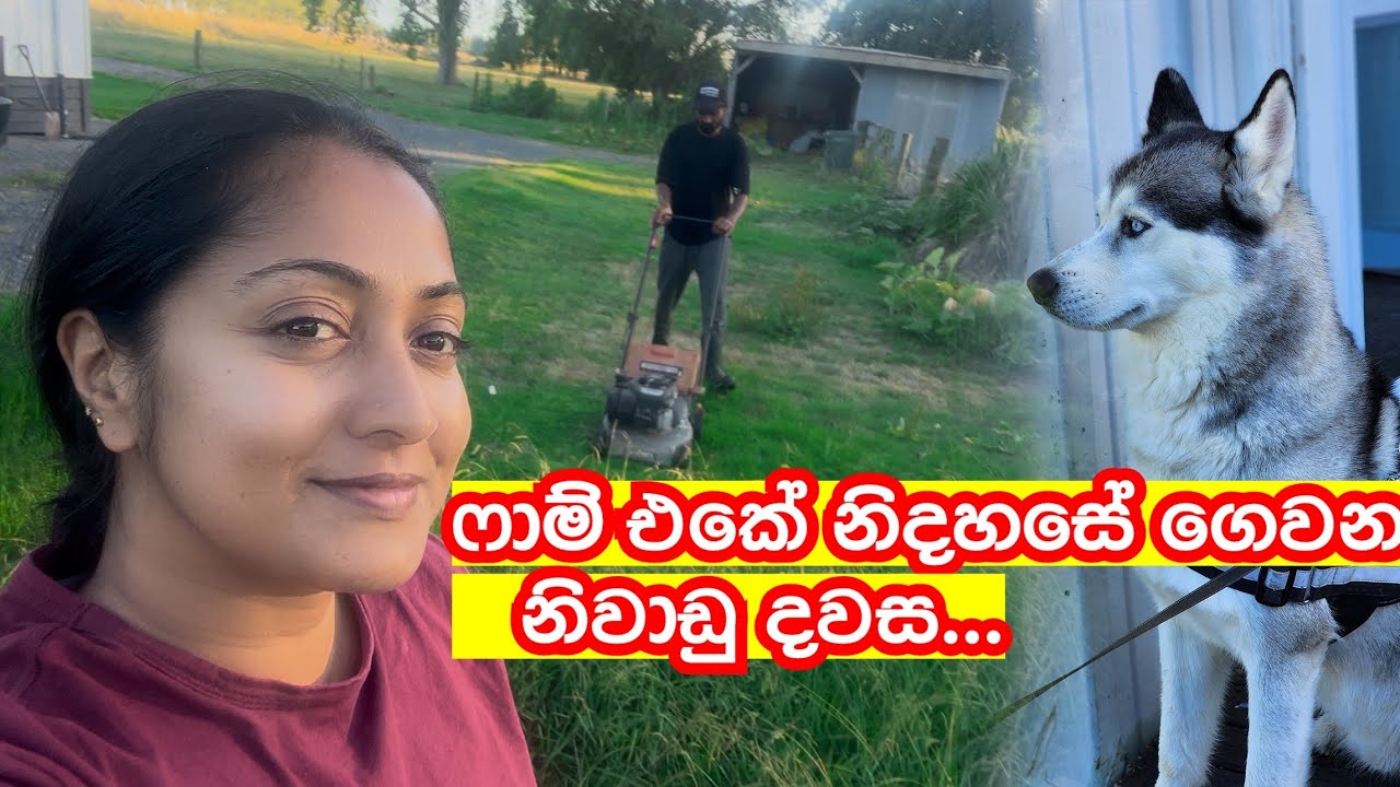 එයාගේ නිවාඩු දවසට අපි කරන දේවල් 🙊👀 | නවසීලන්තයේ  ෆාම් එකක අපේ ජීවිතේ  🇳🇿🐄 .. @dilinithrimanna