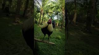 Patrick Antonio 24M GREY IDOL Profile