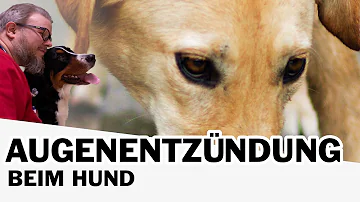 Wie sieht eine Hornhautverletzung beim Hund aus?