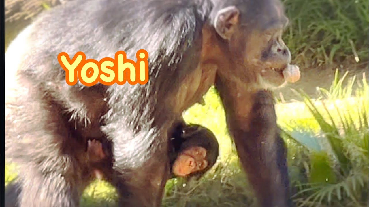 Chimpanzees 🌸🌟Vindi and baby 💖 Los Angeles Zoo - YouTube