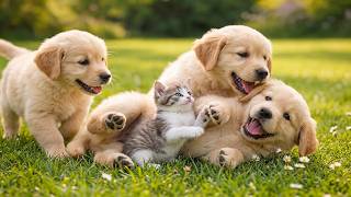 🐶🌞 Lindos cachorros jugando al sol – Sonidos suaves de ladridos | Compilación de perros adorables screenshot 5