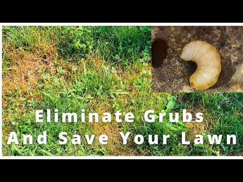 Grub B Gone Max How To Eliminate Grubs and Grub Worms From You Lawn ...