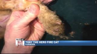 Cat Uses One of Its Lives to Save Owner's
