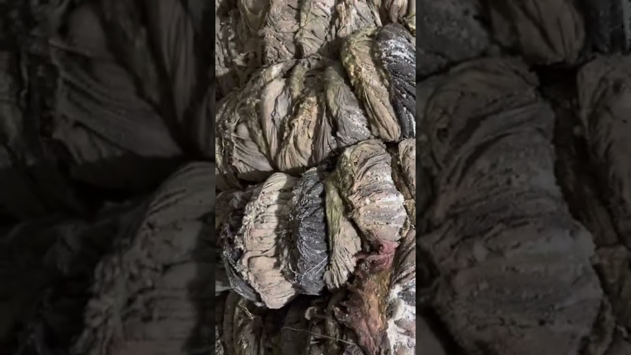 Книжка (желудок) Крупного Рогатого Скота в Узбекистане—SALTED BEEF OMASUM IN UZBEKISTAN