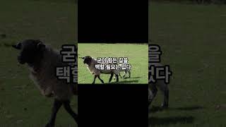 2024년 6월 19일 양띠 운세 #오늘의운세 #띠별운세 #양띠
