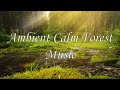 Ambient Calm Forest Music (Art and Music 909)
