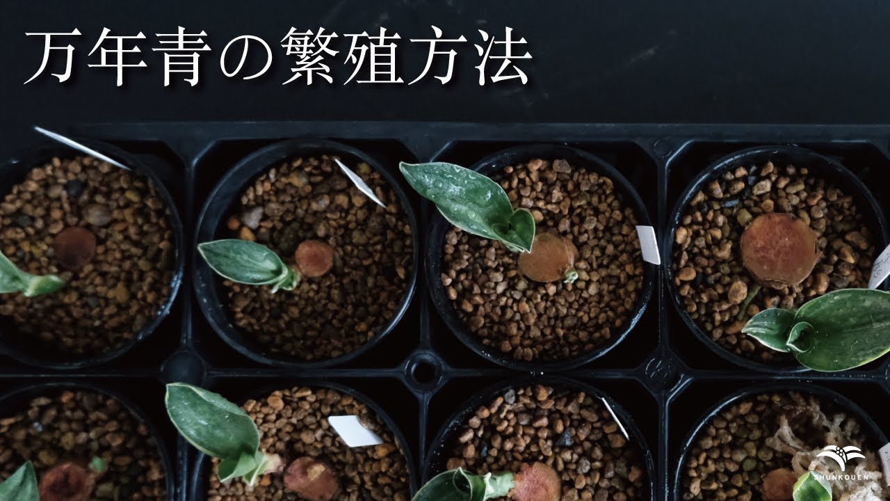 おもとの「繁殖方法」/ #芋吹き #割り子 - YouTube