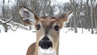 Four White-tailed Deer Sniffing my Camera in Glenview Illinois