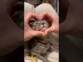 【猫動画】赤ちゃん子猫が可愛過ぎて発狂する飼主たちwww #shorts