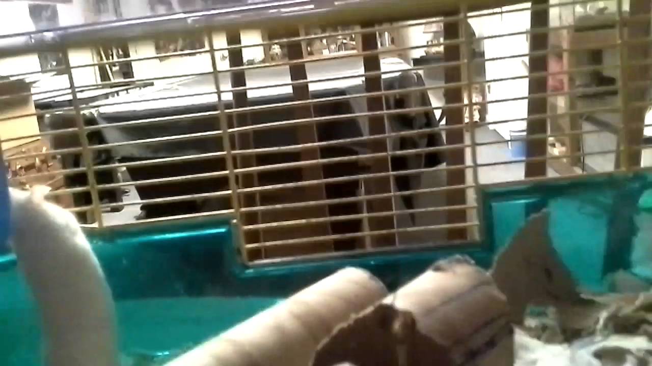 Mouse eating cookie (funny)