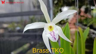 Brassavola Cattleya rất đẹp kỳ 14 2026 zalo 0903700048