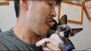 スフィンクスの火ノ子ちゃんの紹介動画
