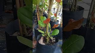Kerja kebun kaya kie mbelegidigi baget luur...#kebunbunga #plants #garden #tkimalaysia @bangjack1993