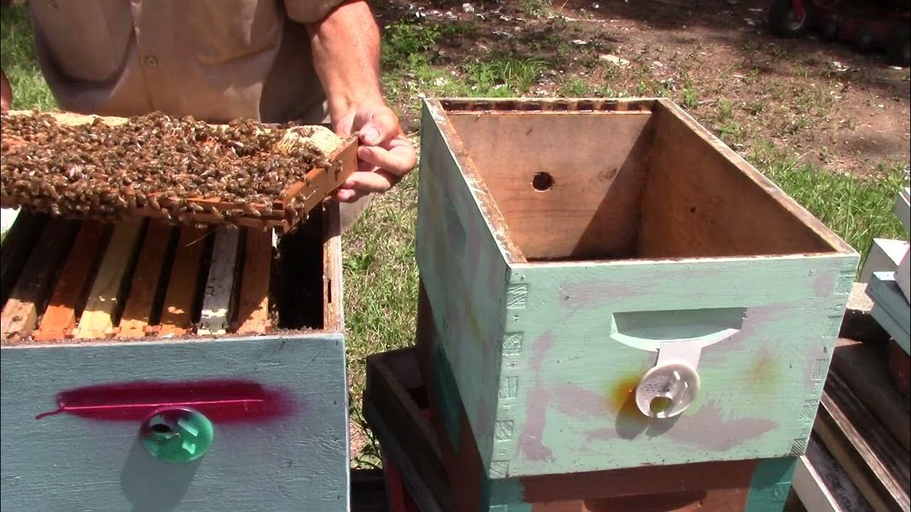 How much honey do you get from a honey frame on average, How to get bees to build out super
