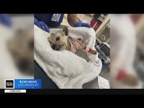 15-year-old Yorkshire terrier fighting for life after being kicked by homeless man in Venice