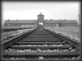 NOMADI "AUSCHWITZ"