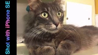 Beautiful grey tabby! Very friendly 😻 by cats uk 229 views 7 years ago 22 seconds