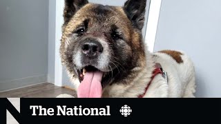 A dog named Hero saves his owner's life