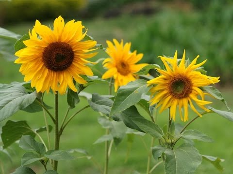 Video: Daun bunga matahari: deskripsi dan khasiat obat