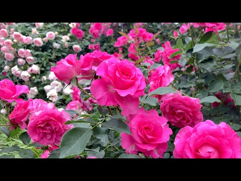 ローズガーデン令和 〜2025年5月19日〜 - YouTube