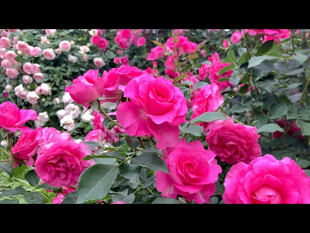 ローズガーデン令和 〜2025年5月19日〜 - YouTube