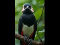 Complete Review of Beautifull bird @skill # خوبصورت پرندہ۔