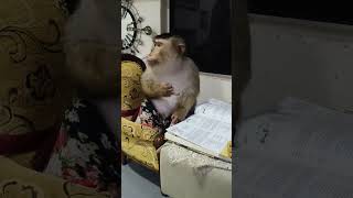 Shaki the Only Shaki