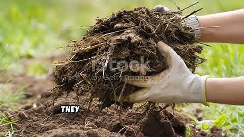 HOW TO IMPROVE SOIL FERTILITY_FAMERS (OFFICIAL VIDEO) 