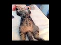 Funny Cats Compilation Most Popular videos  the funniest cat videos ever mp4