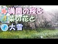 満開の桜と大雪 2020/03/29(日) 野川(調布市)