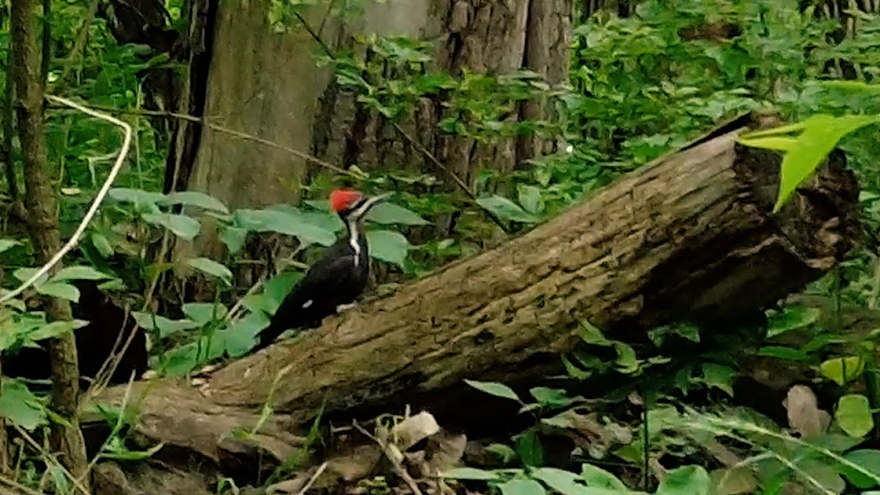 Daily Dashboarding 210 Arbuckle Acres Park Brownsburg, Indiana