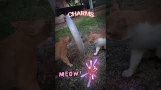 Funny videos viral,  The war of Miauw... this explains the war of the world today.. lol 😂🤣 #shorts