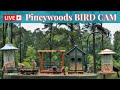 LIVE Bird Feeder Cam | Watch Wild Birds! | September 11th, 2025