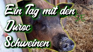 Ein Tag mit den Duroc Schweinen